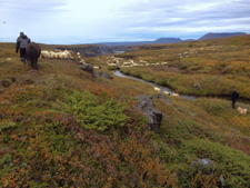 Iceland-Iceland Shorts-Sheep Round-Up on Horseback